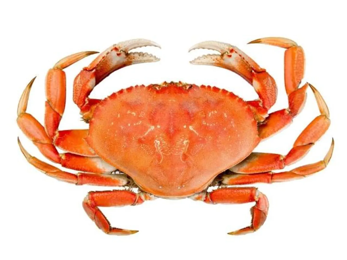 Crab