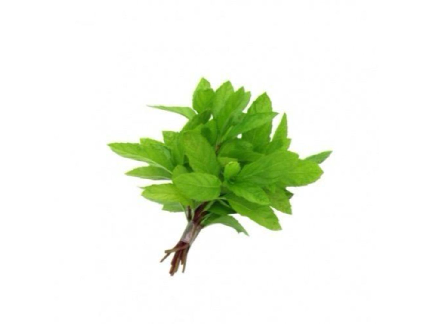 نعناع
