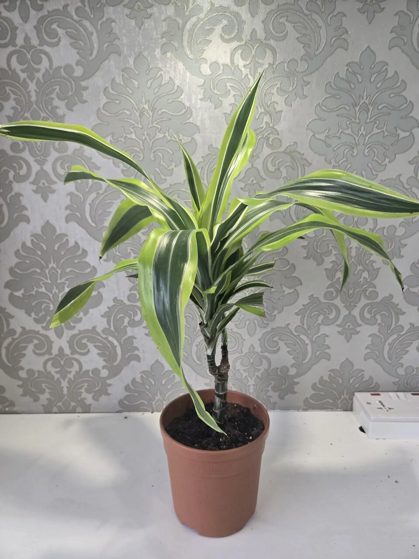 دراسينا الليمون والليمون الأخضر