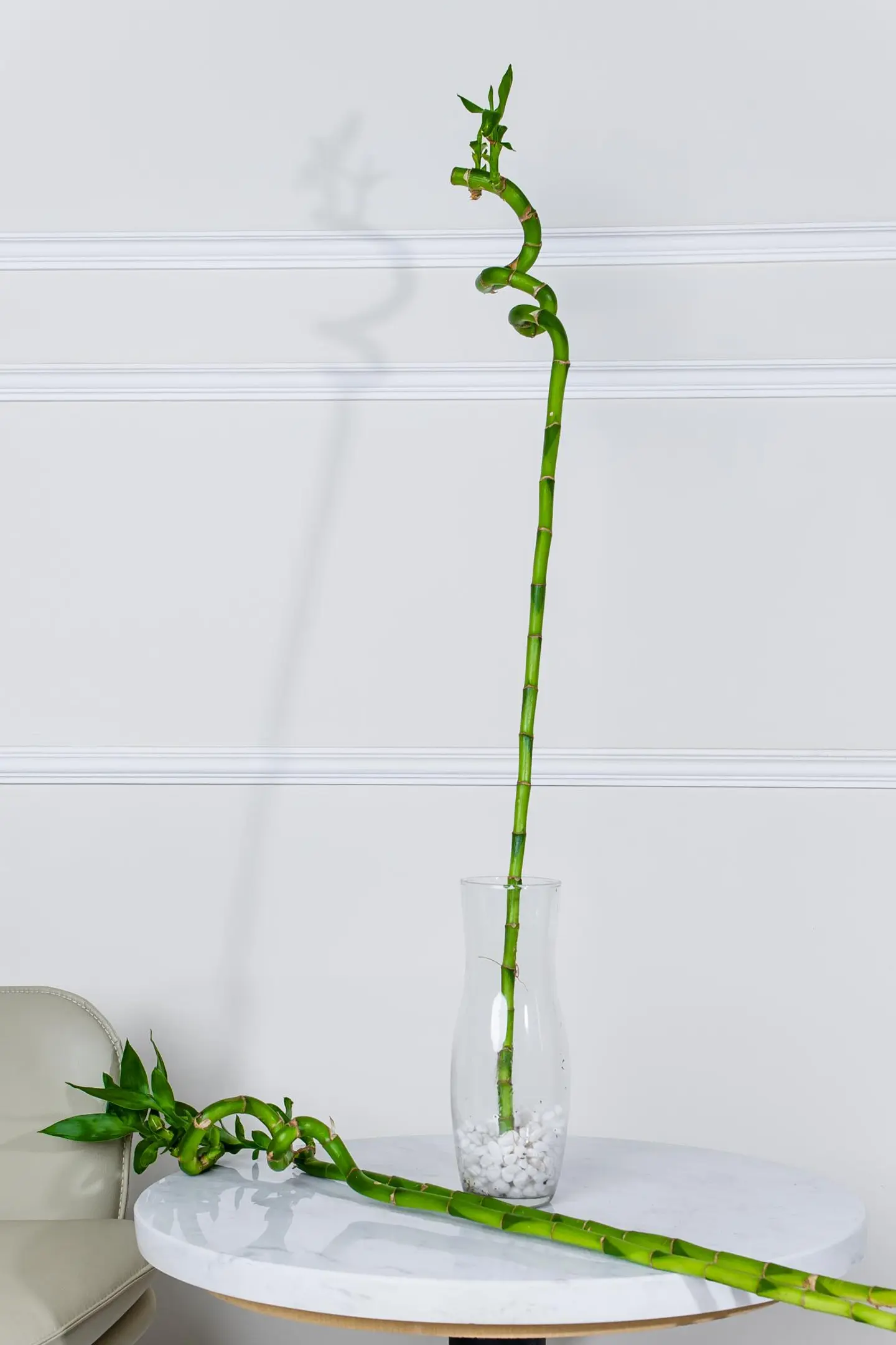 بامبو حلزوني 70 سم