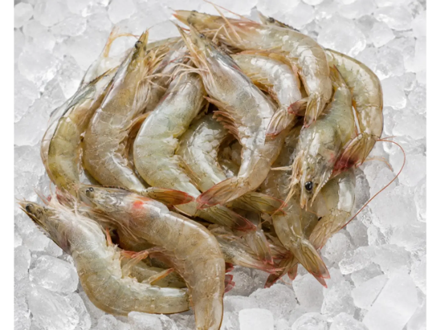 Medium Shrimp