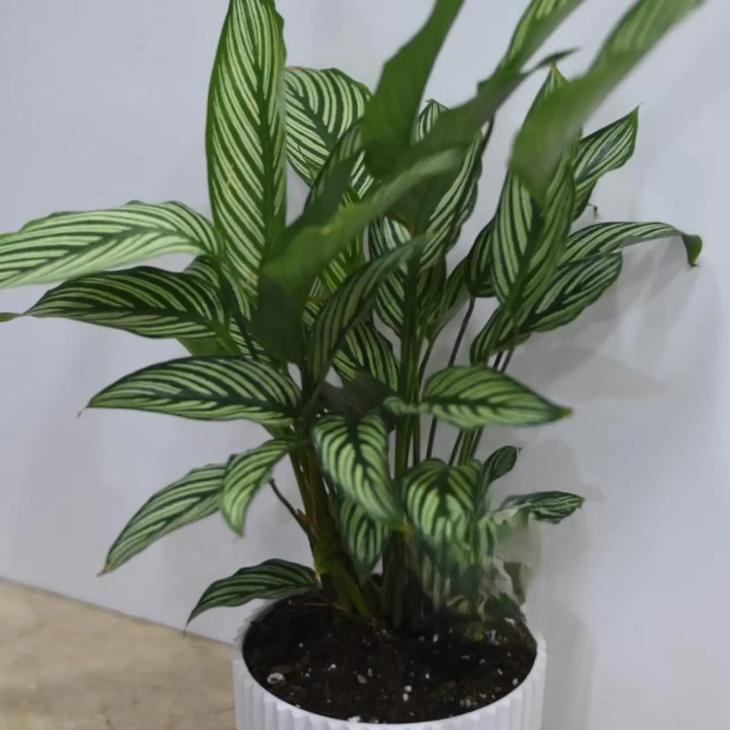Calathea