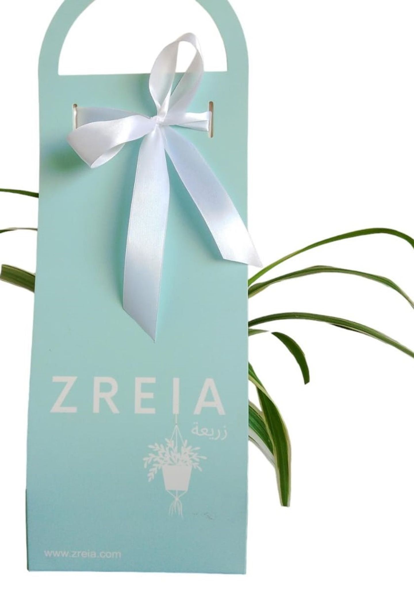 Blue Spider Zreia