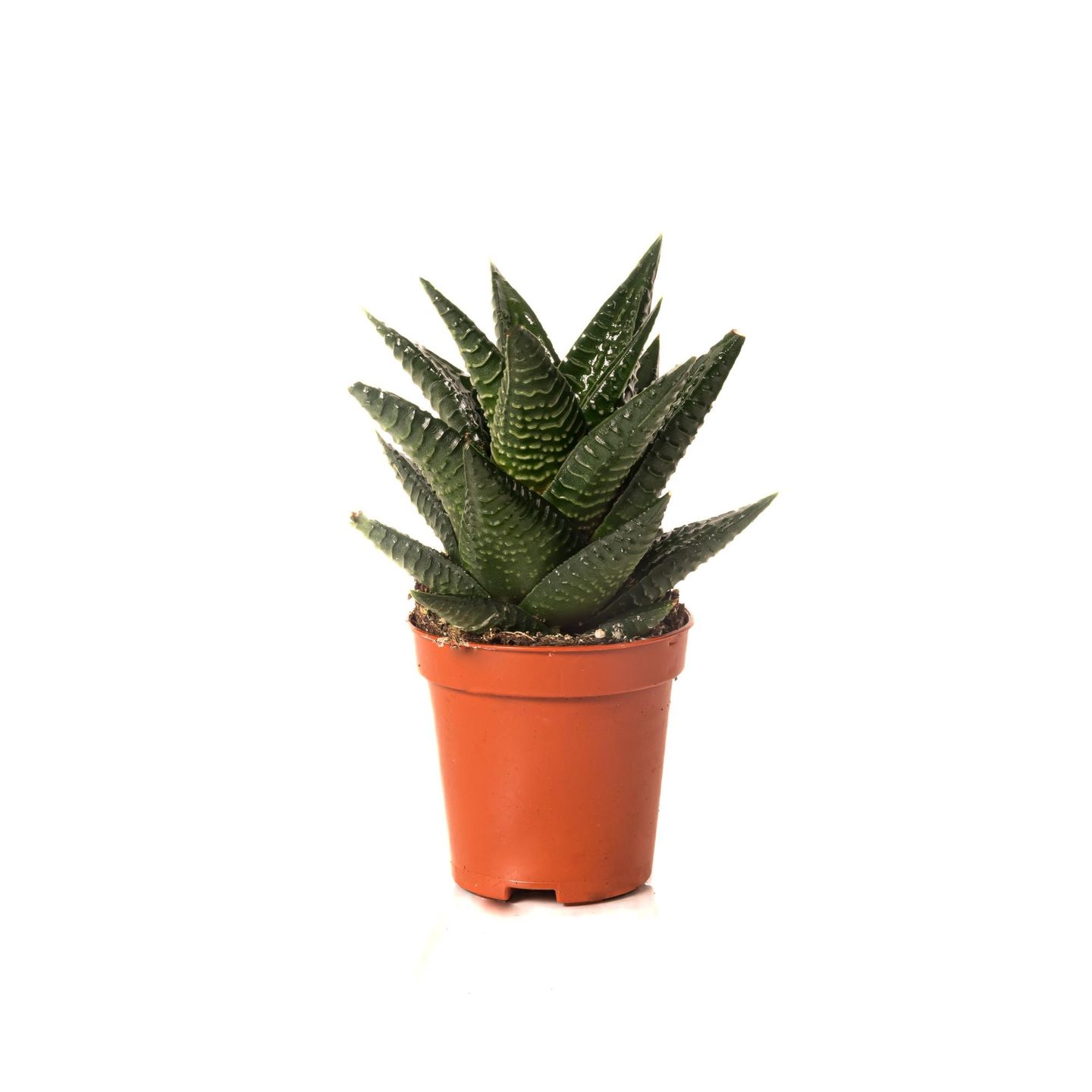Small Indoor Cactus