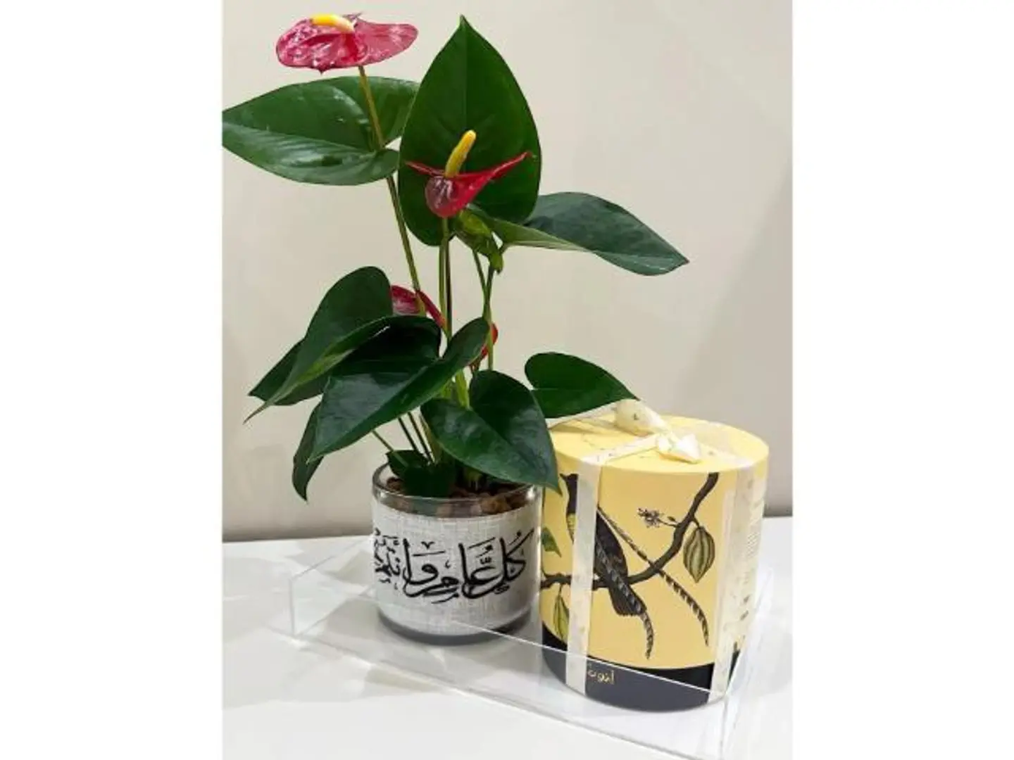 انتوريوم حمراء مع شريط