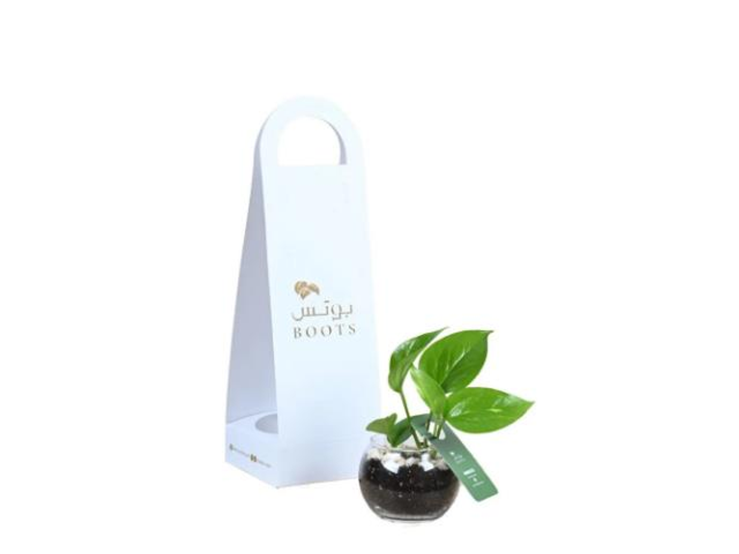 58  Boots Plant In A White Gold Print Box