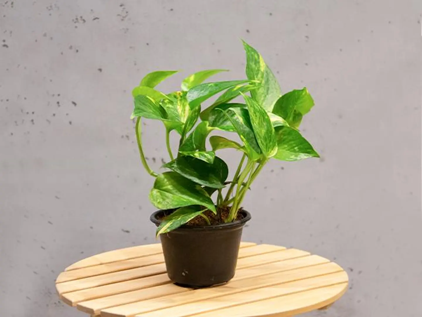 Pothos Plant