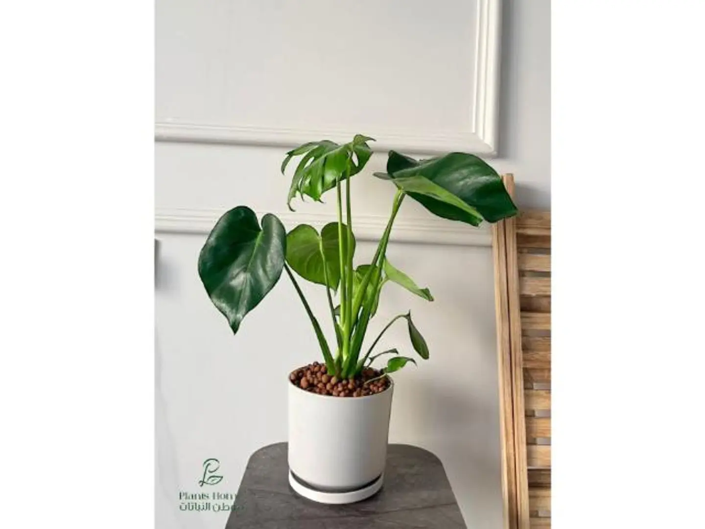 مونستيرا القفص الصدري في حوض سيراميك