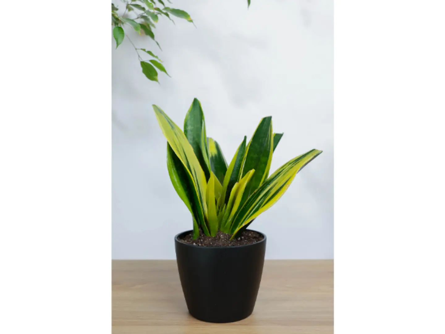 نبتة جلد النمر في اصيص سيراميك اسود