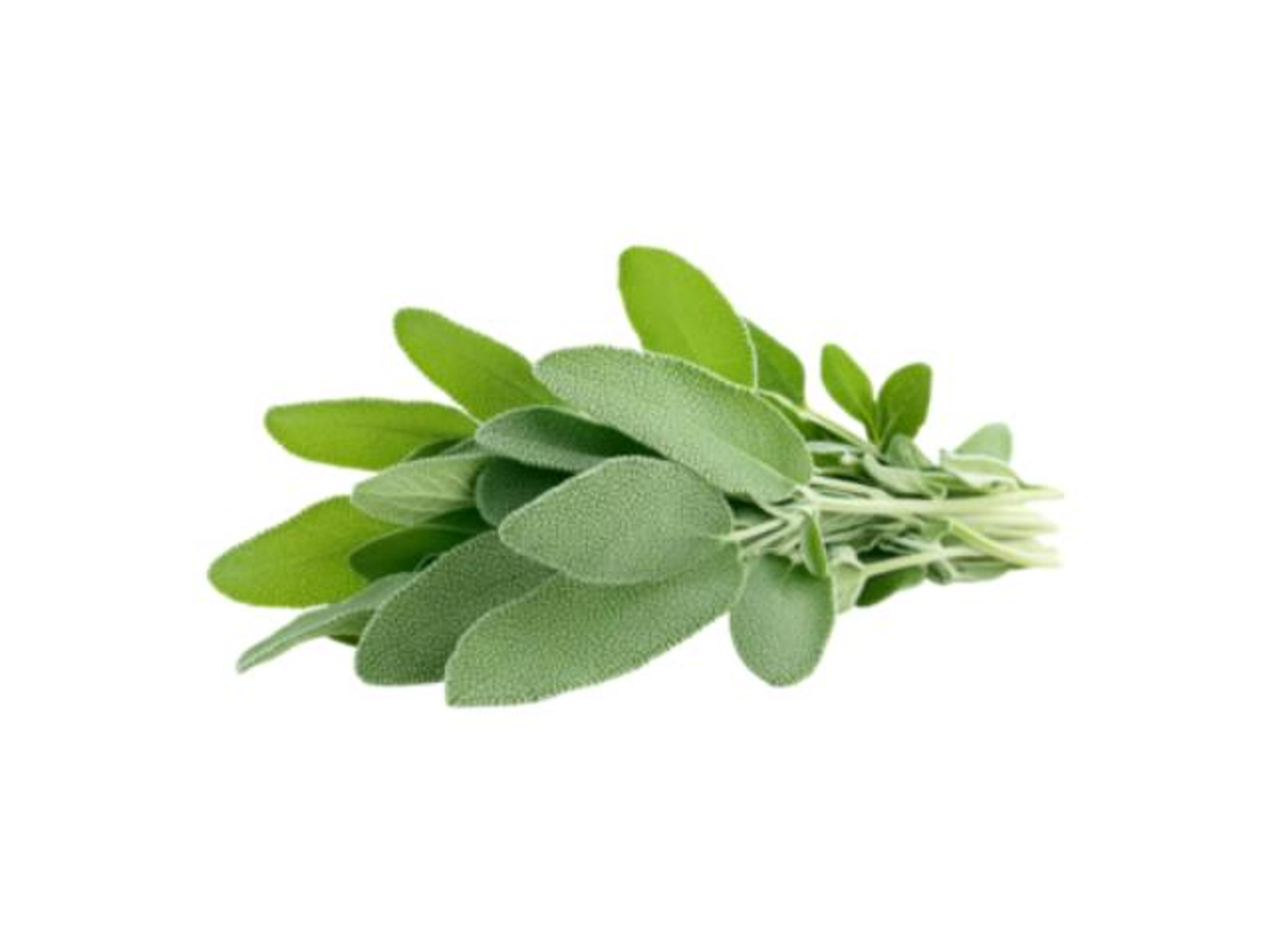 Sage Herb