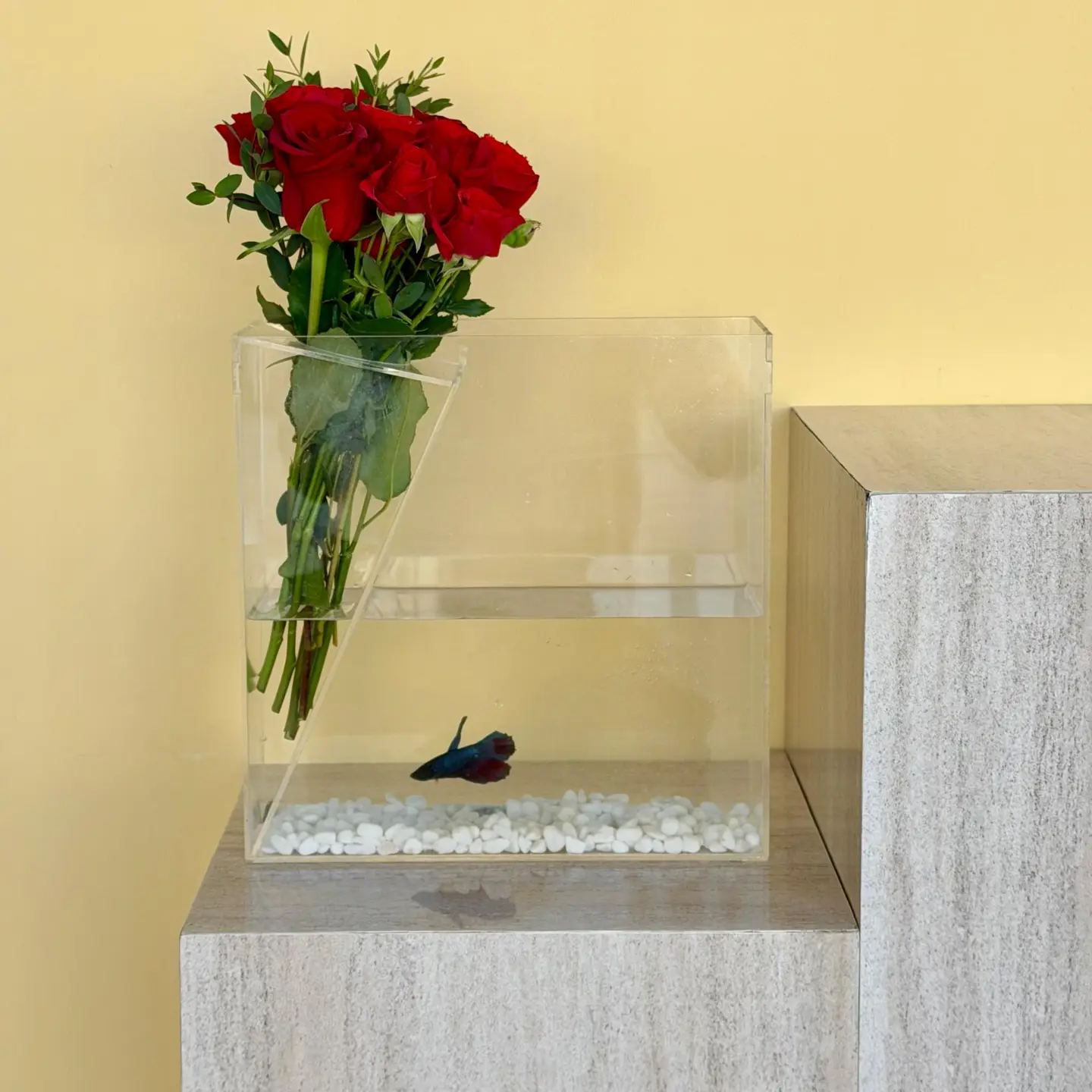 بوكس السمكة