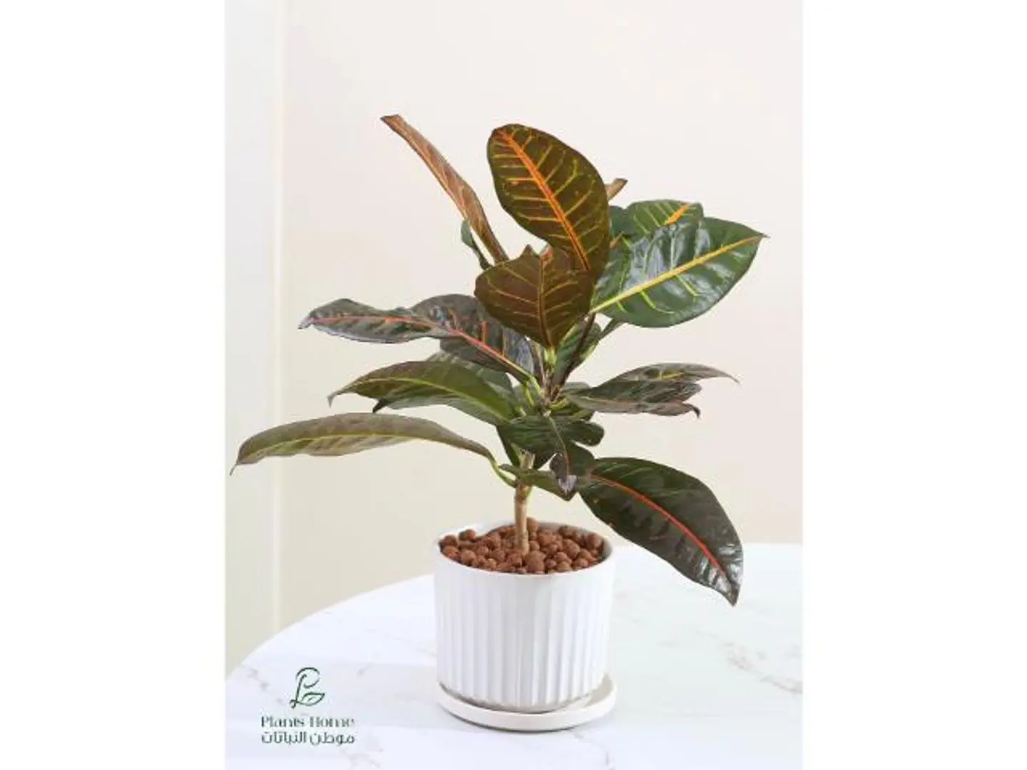 كروتون في اصيص سيراميك أبيض