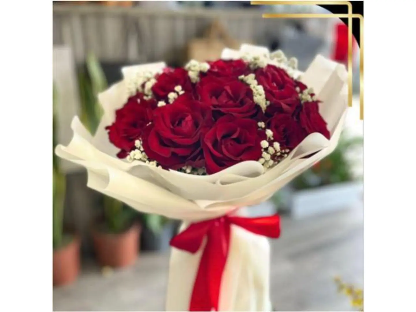 باقة ورود حمراء مع جيبسوفيلا بيضاء وتغليف أبيض