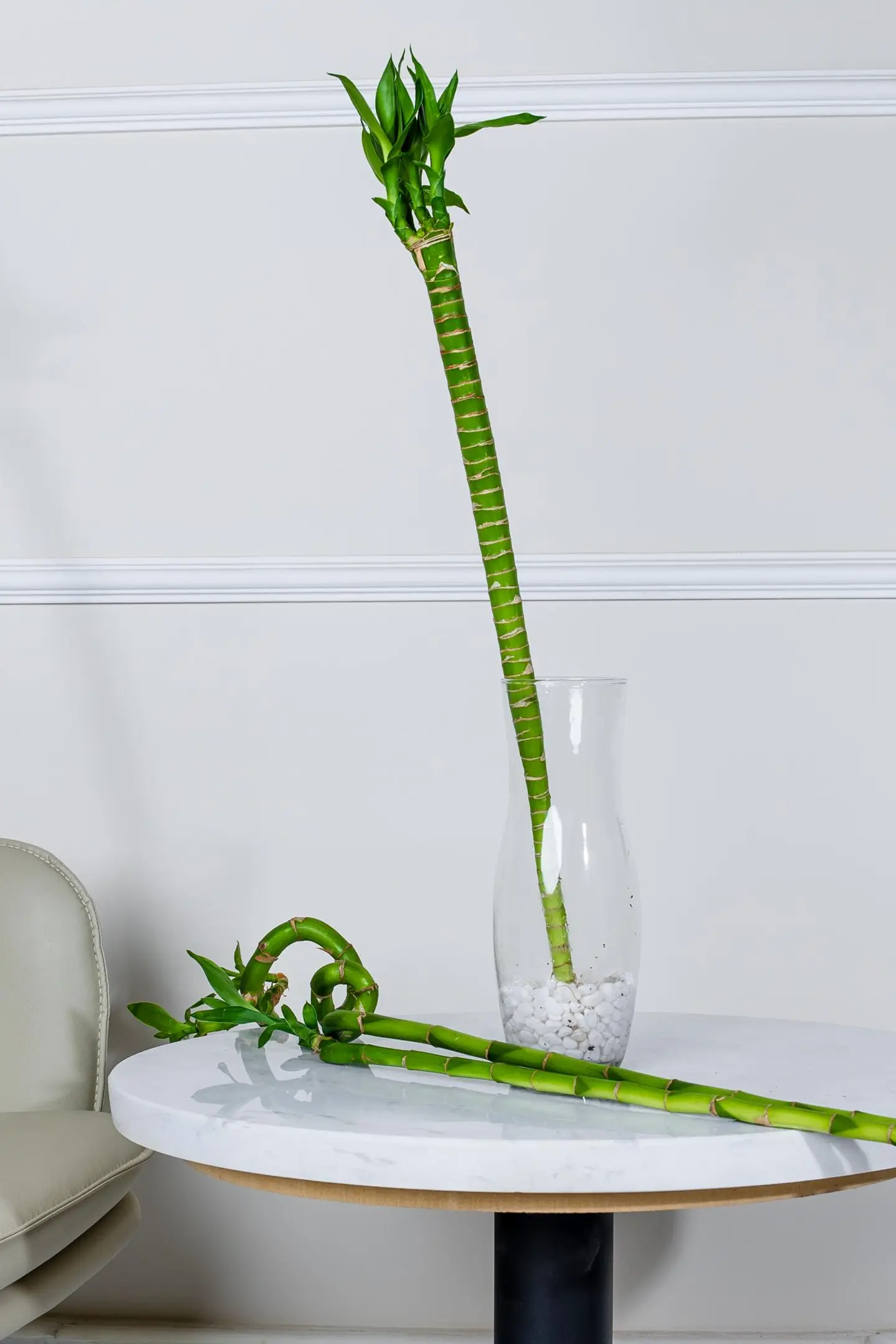 بامبو لوتس 70 سم