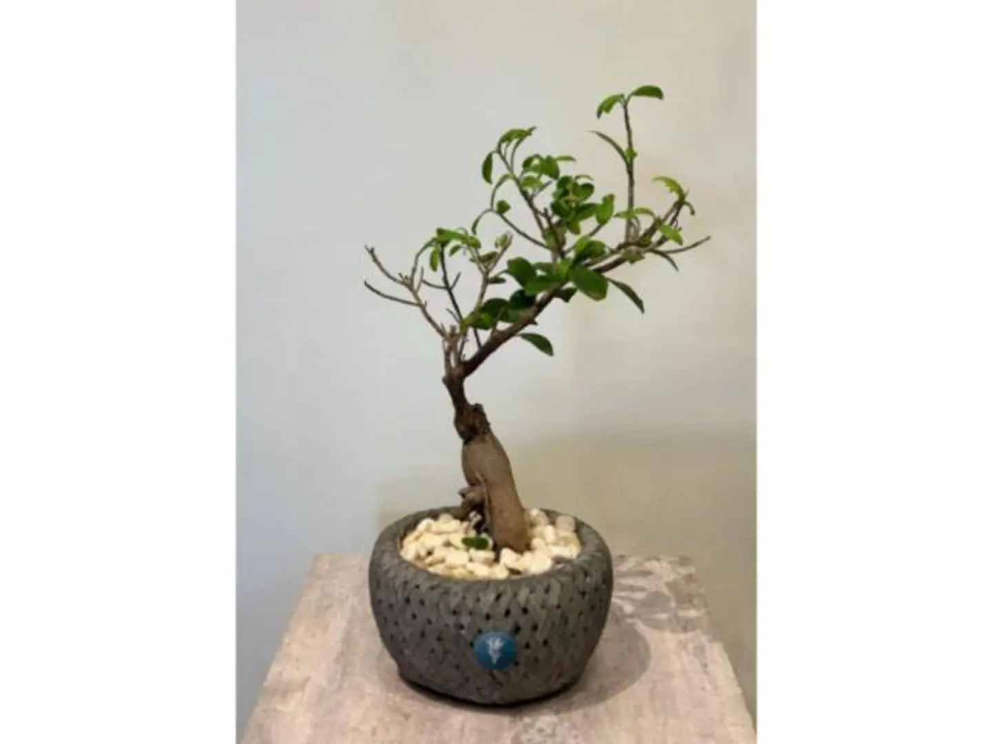 شجرة التنين