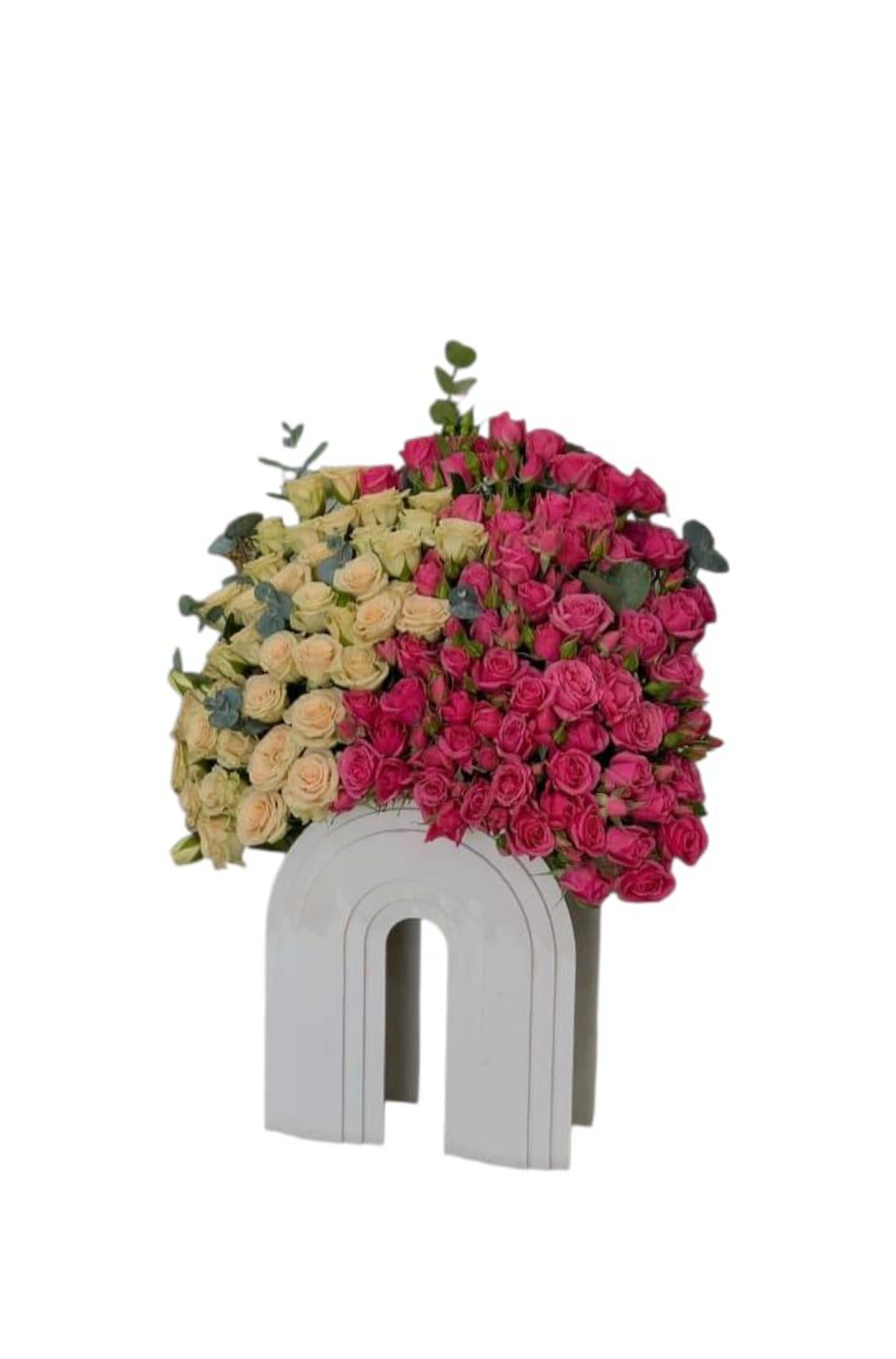 Standard Baby Rose Chocolate