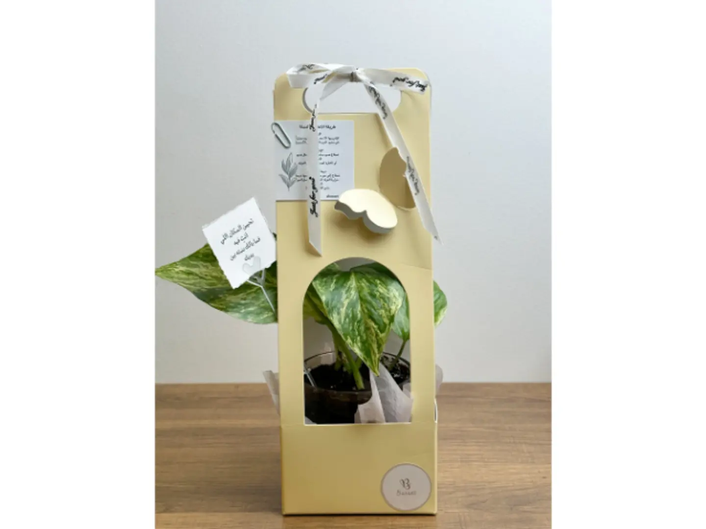 بوكس نبتة البوتس الاصفر