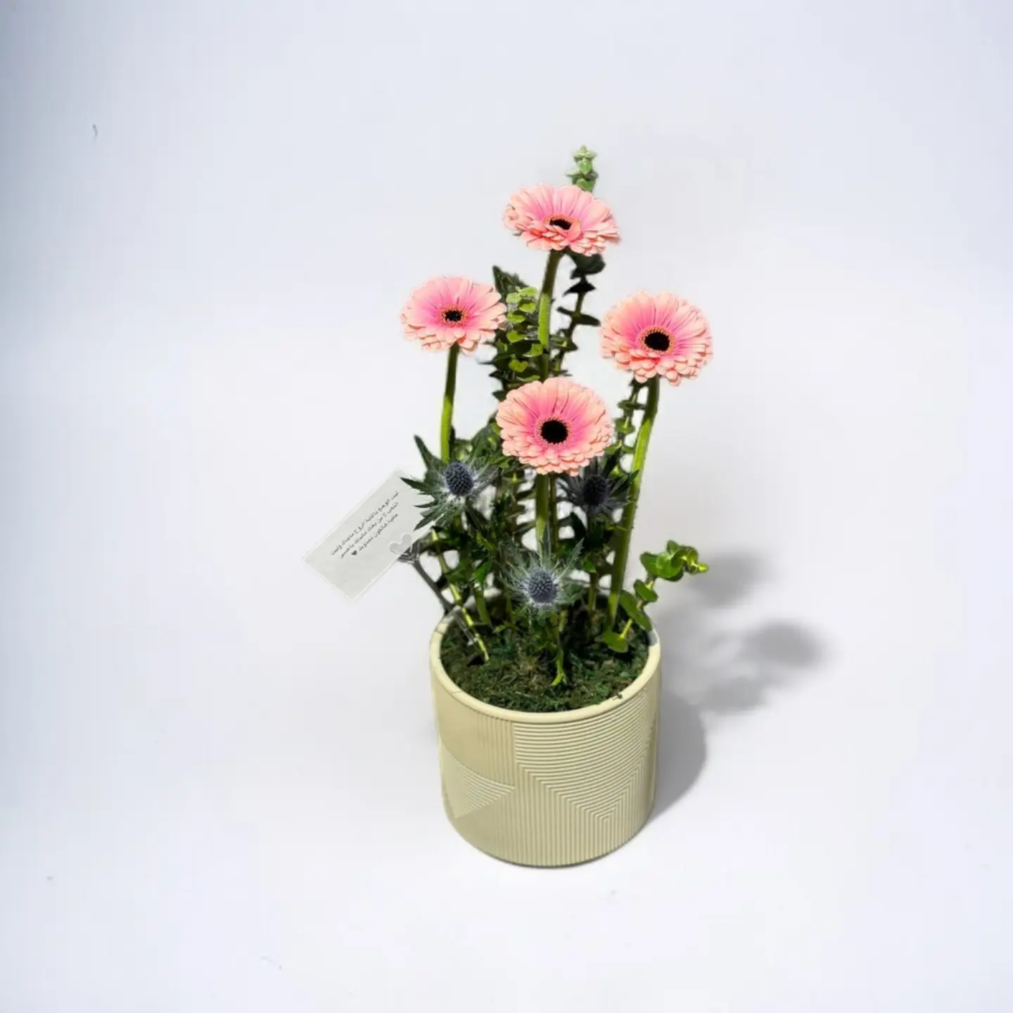 حكاية أغصان خجولة