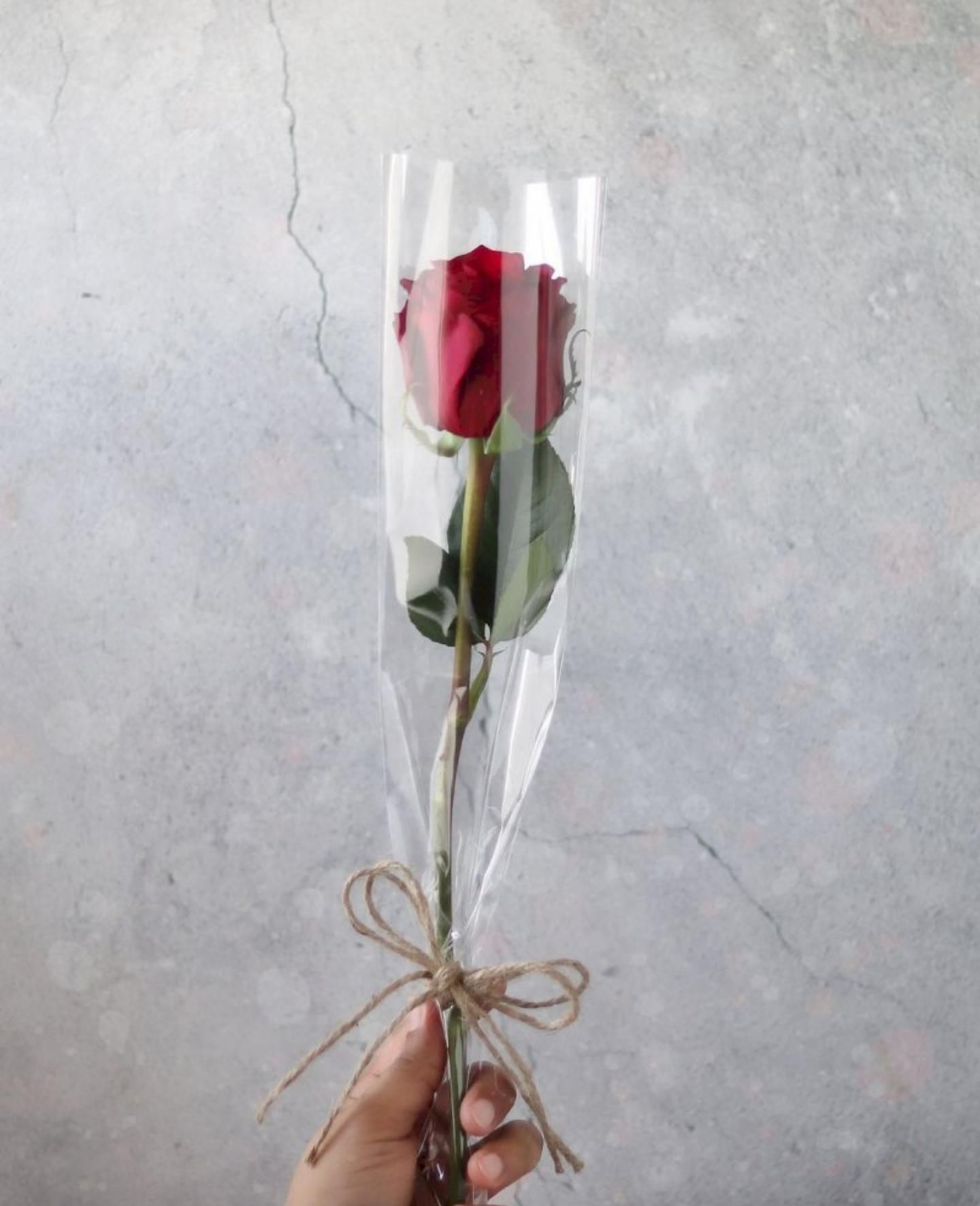 Single Rose
