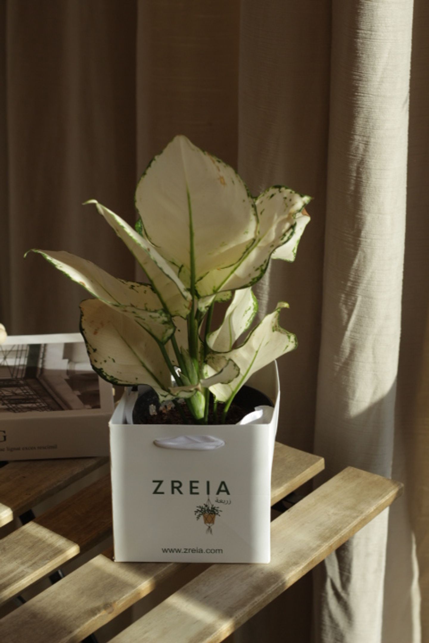 Large White Aglaonema Prepared In A 12cm White Zreia Package