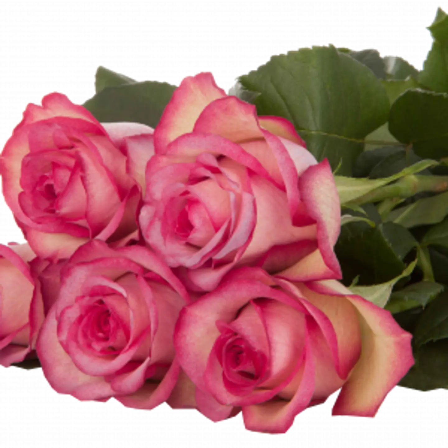 A12 Pink Rose 10 Stem