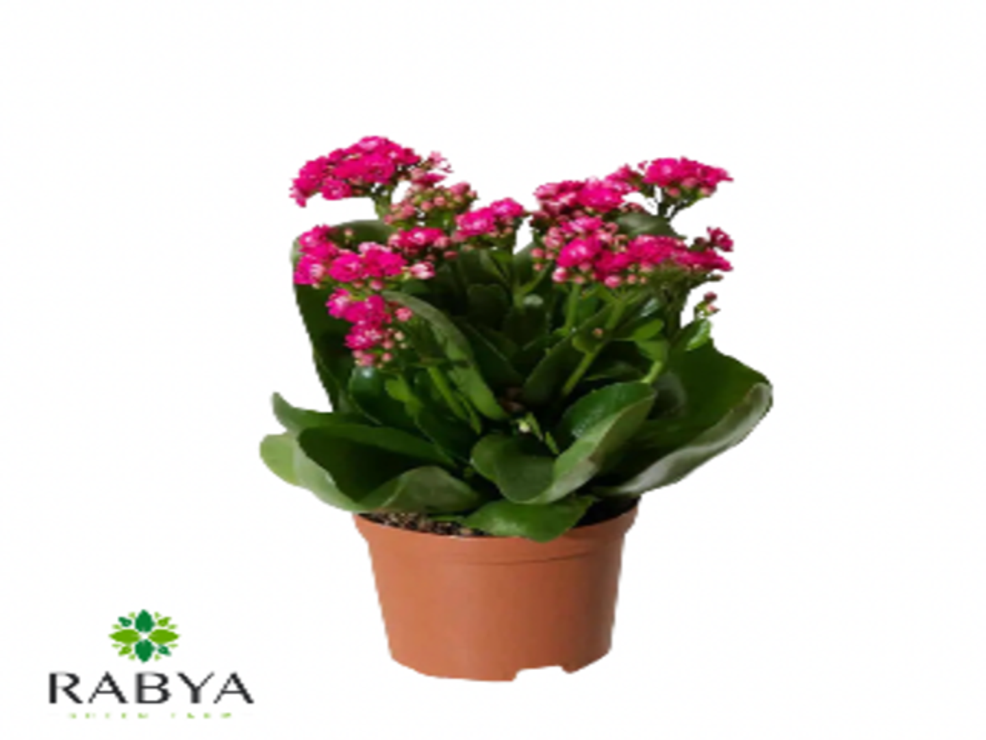 Kalanchoe Fl.Gev.Rosfl Mixed 4 Color P12 H30