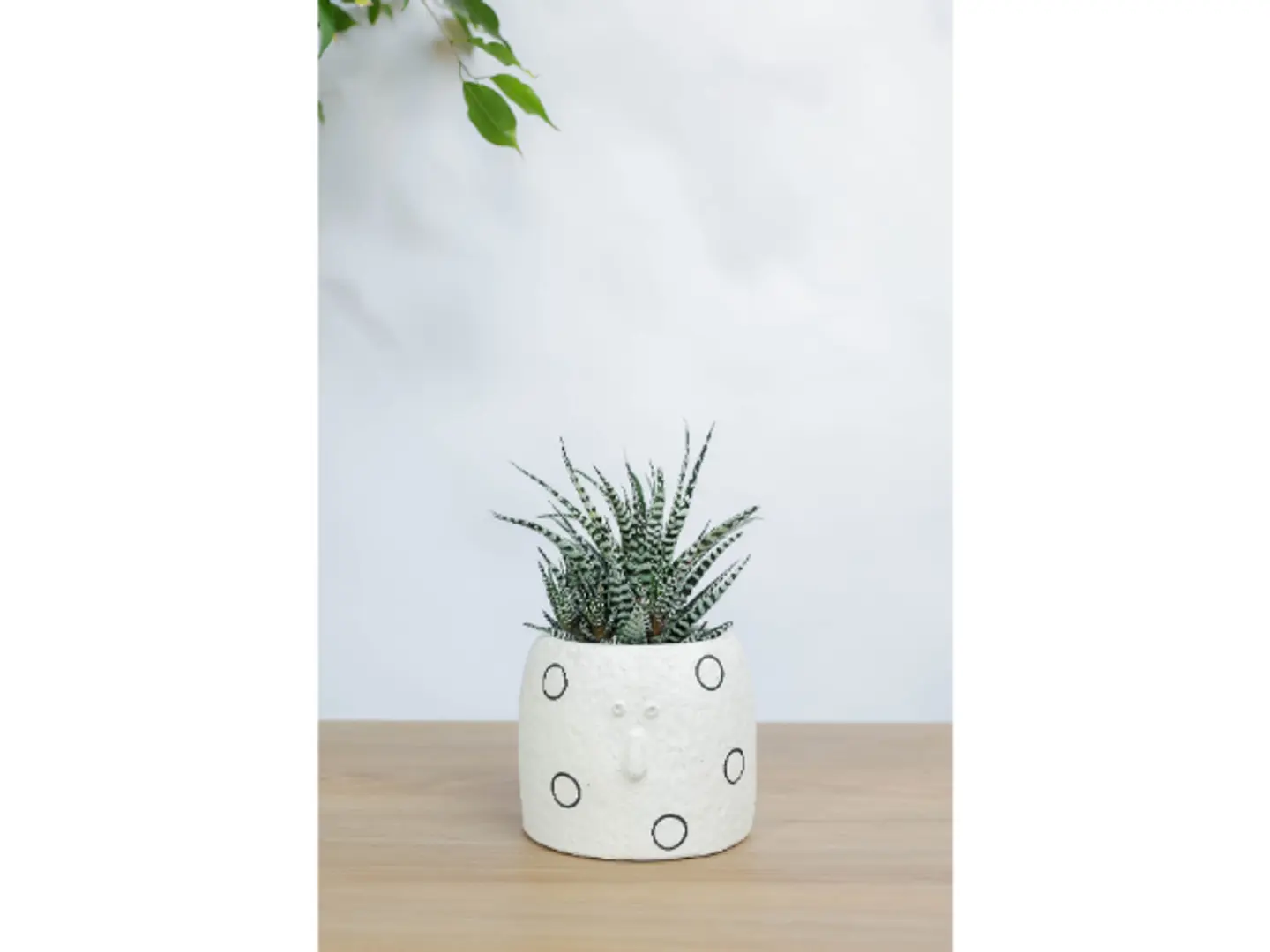 صبار في اصيص ابيض منقط بتصميم وجه بشكل مميز وجذاب