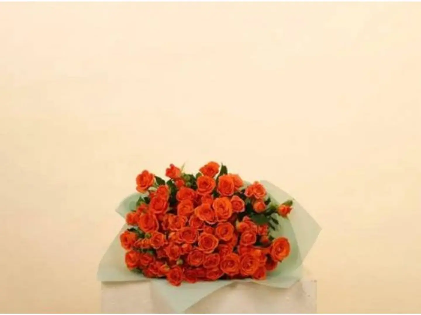 Baby Rose Orange