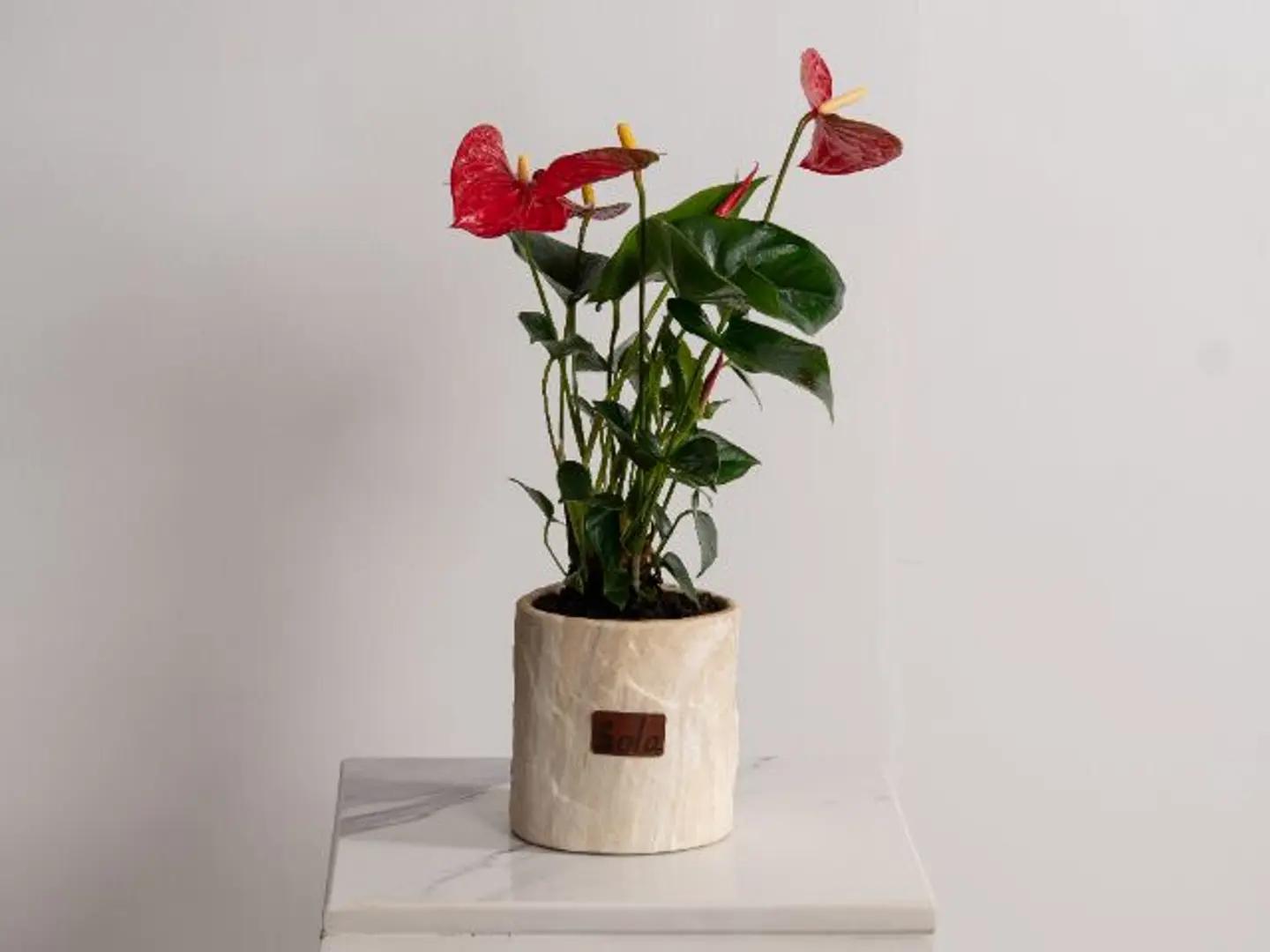 Red Anthurium Plant