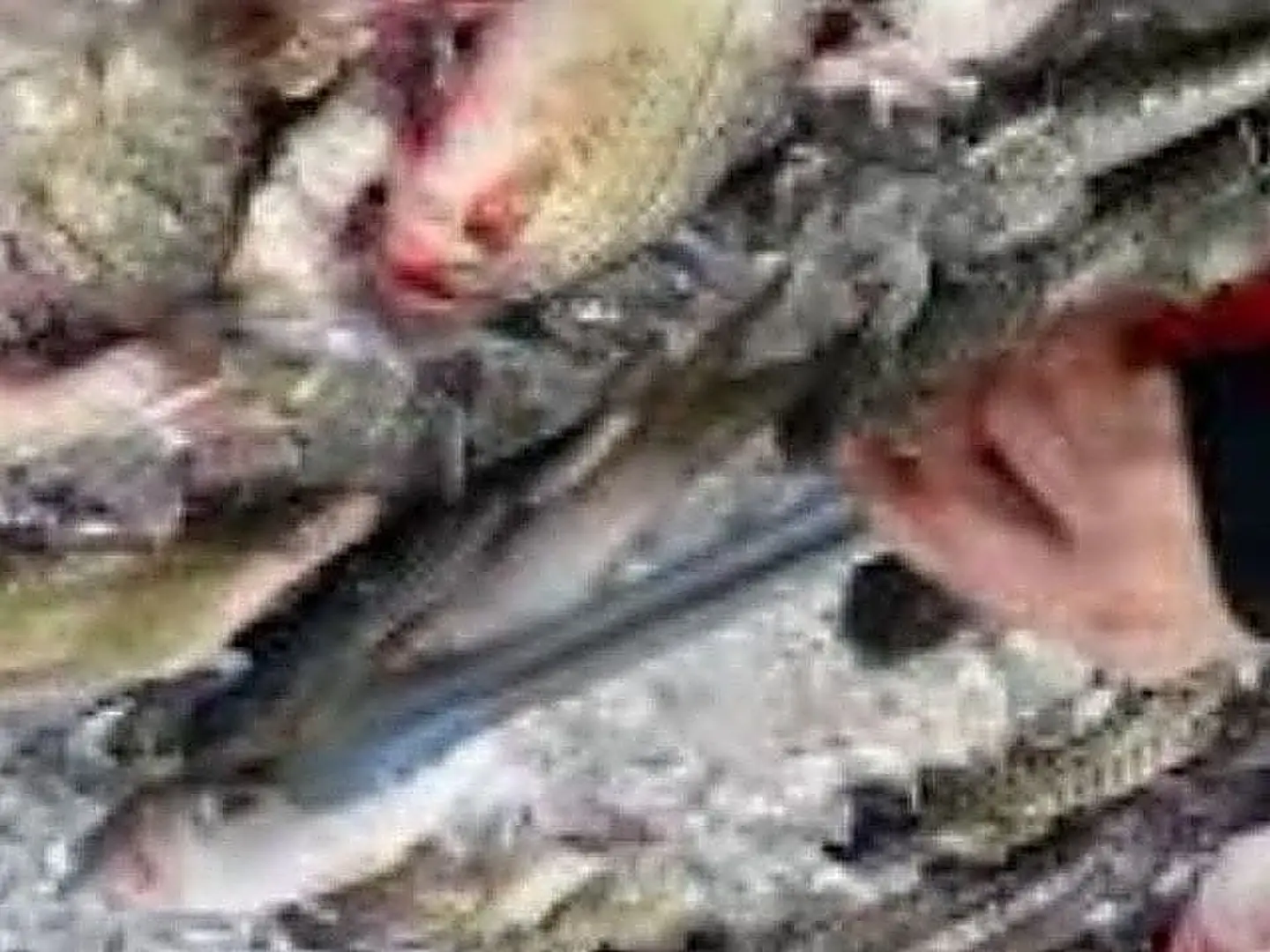 Sea Bass