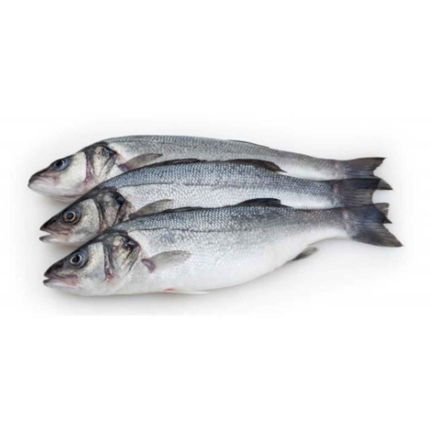 Sea Bass Fish