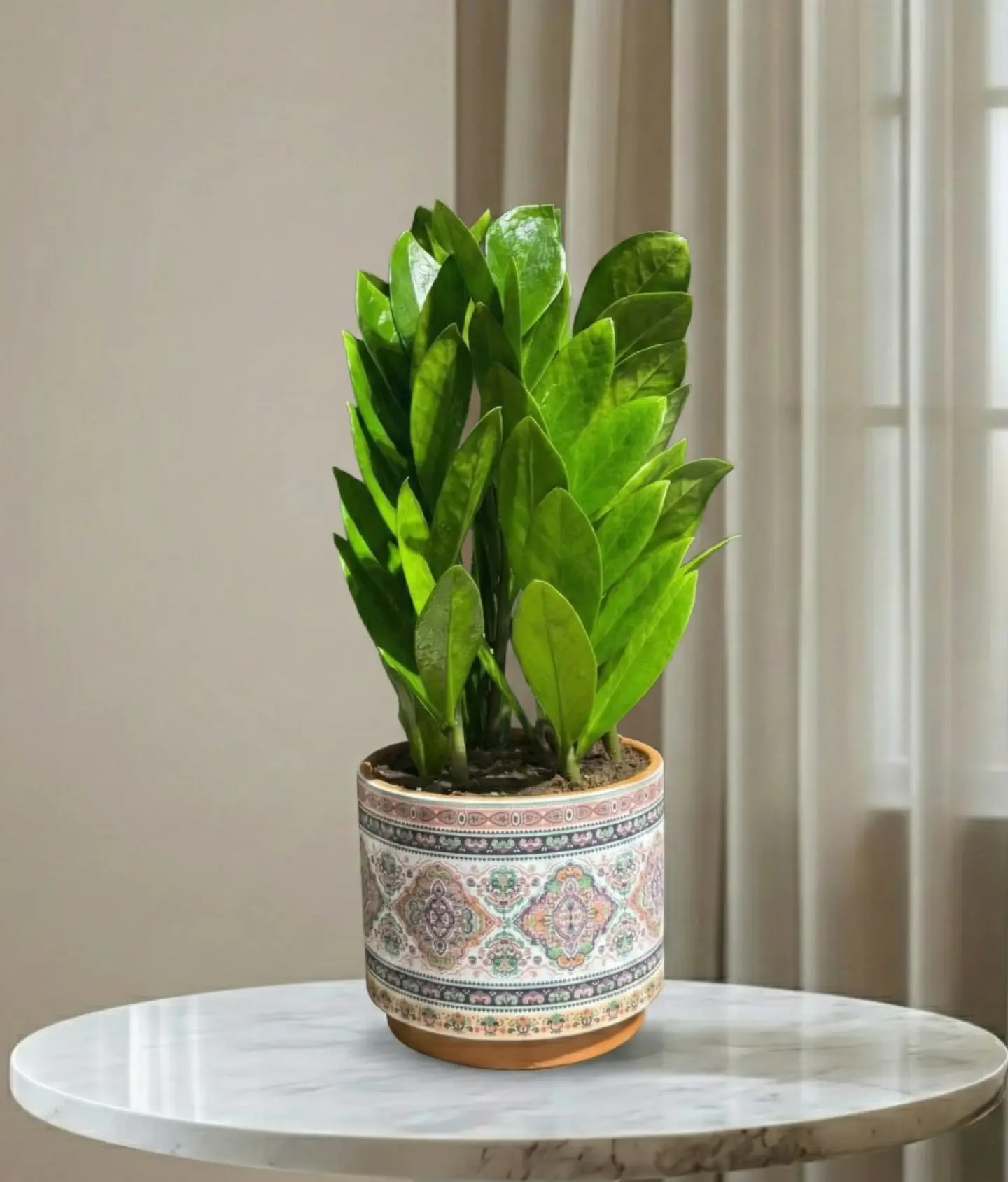 نبتة الزاميا الرمضانية