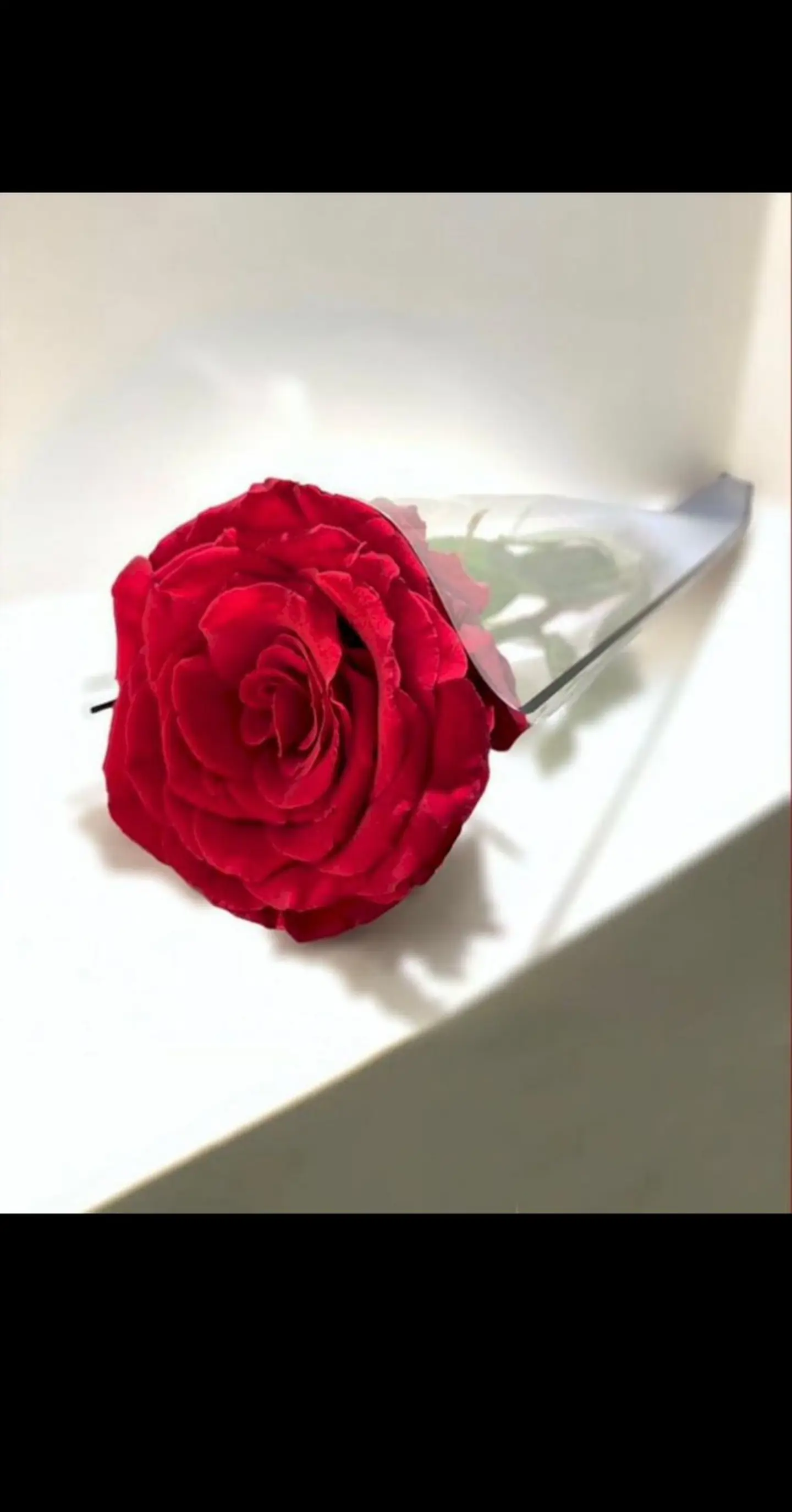 ورد أحمر حبة