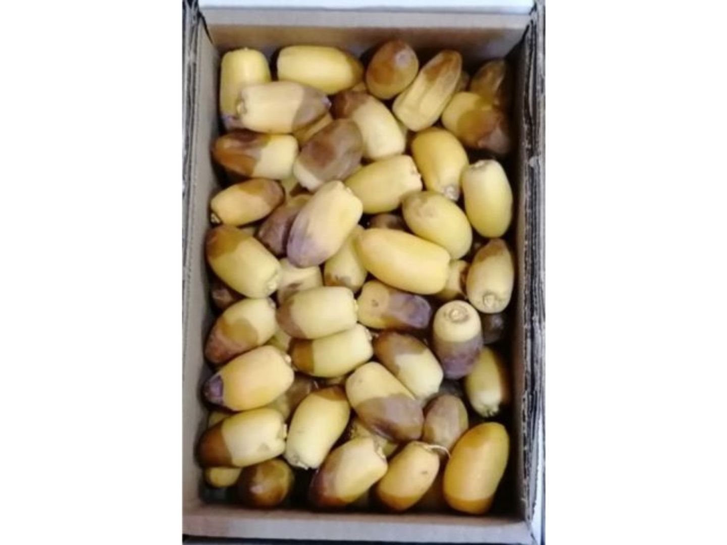 رطب غر