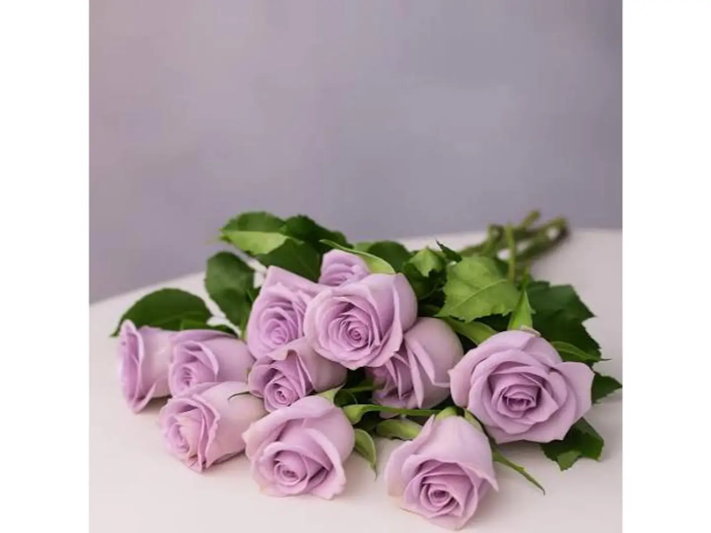 Single Purple Rose With Wrapping