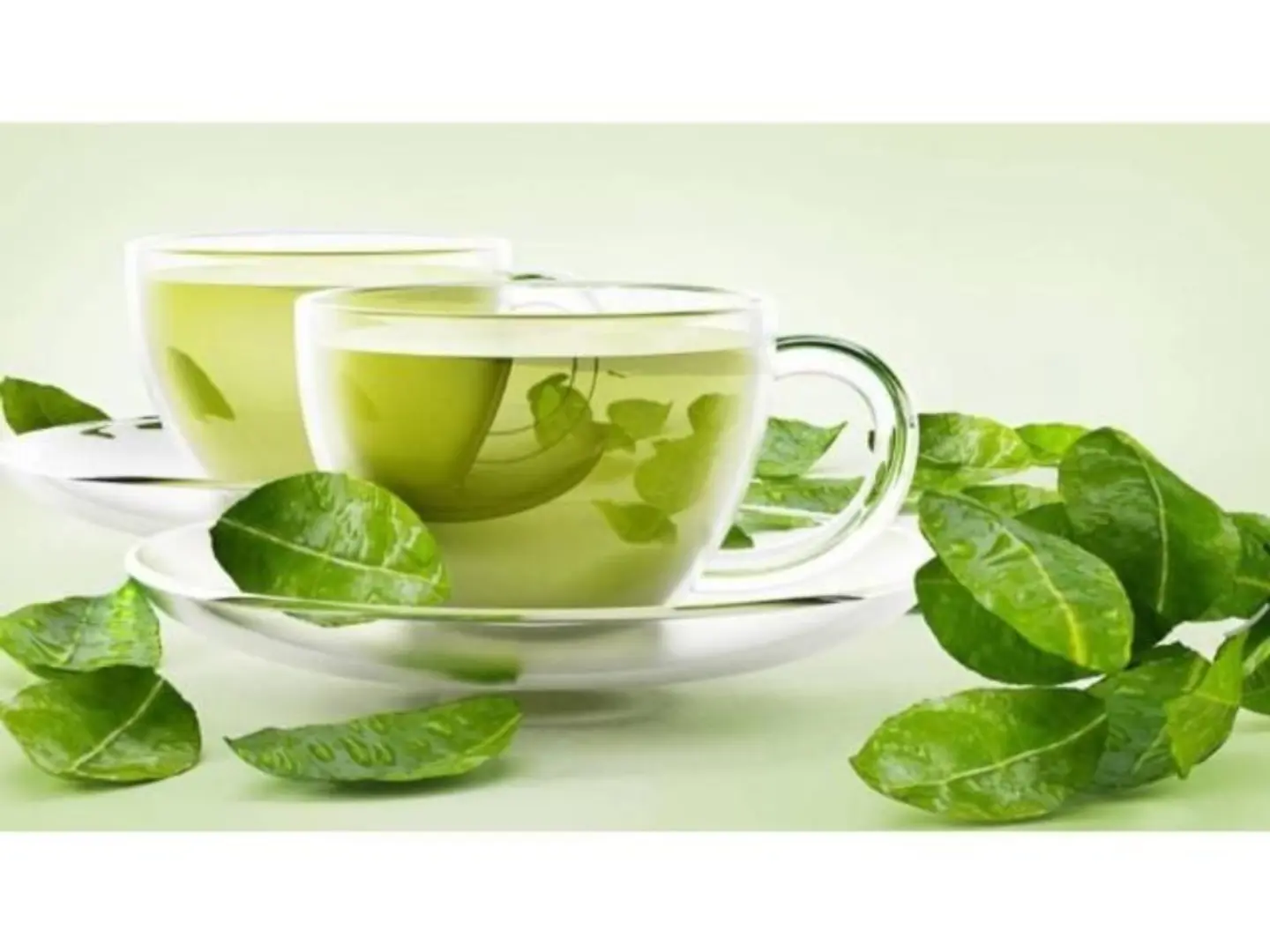 شاي أخضر تلقيمة