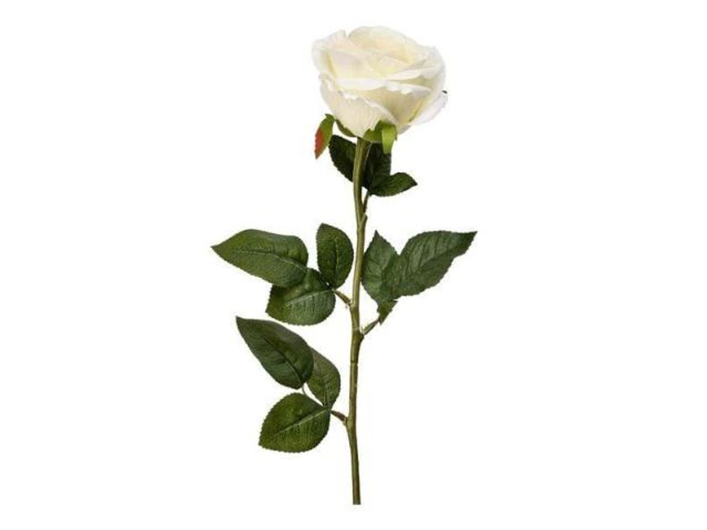 Rose Branch