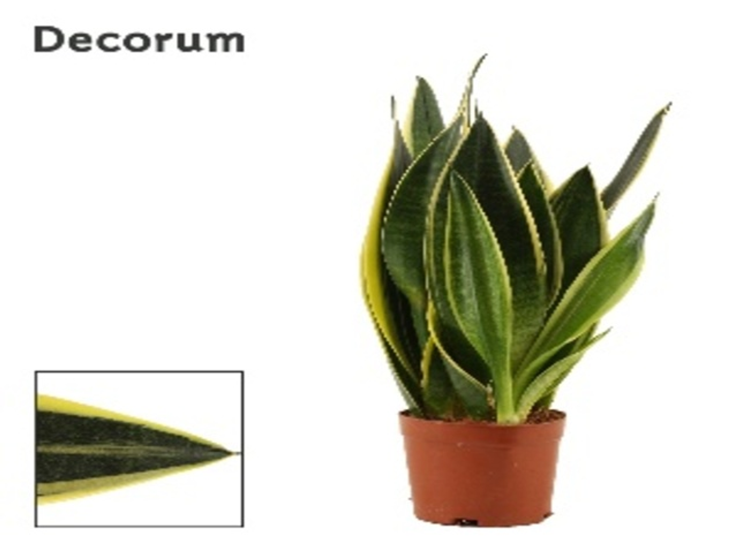 Sansevieria Mix P12