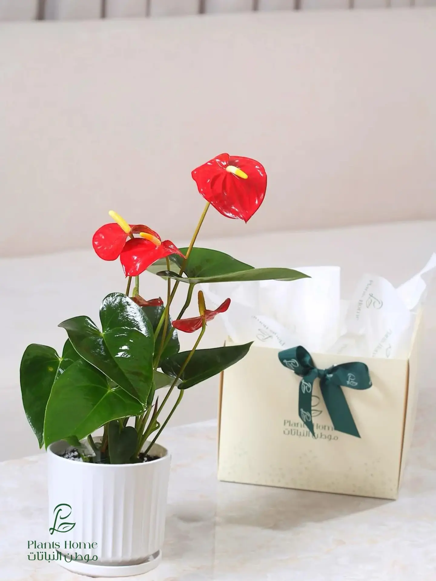 Red Anthurium In White Ceramic Pot, Luxury Box & Gift Card