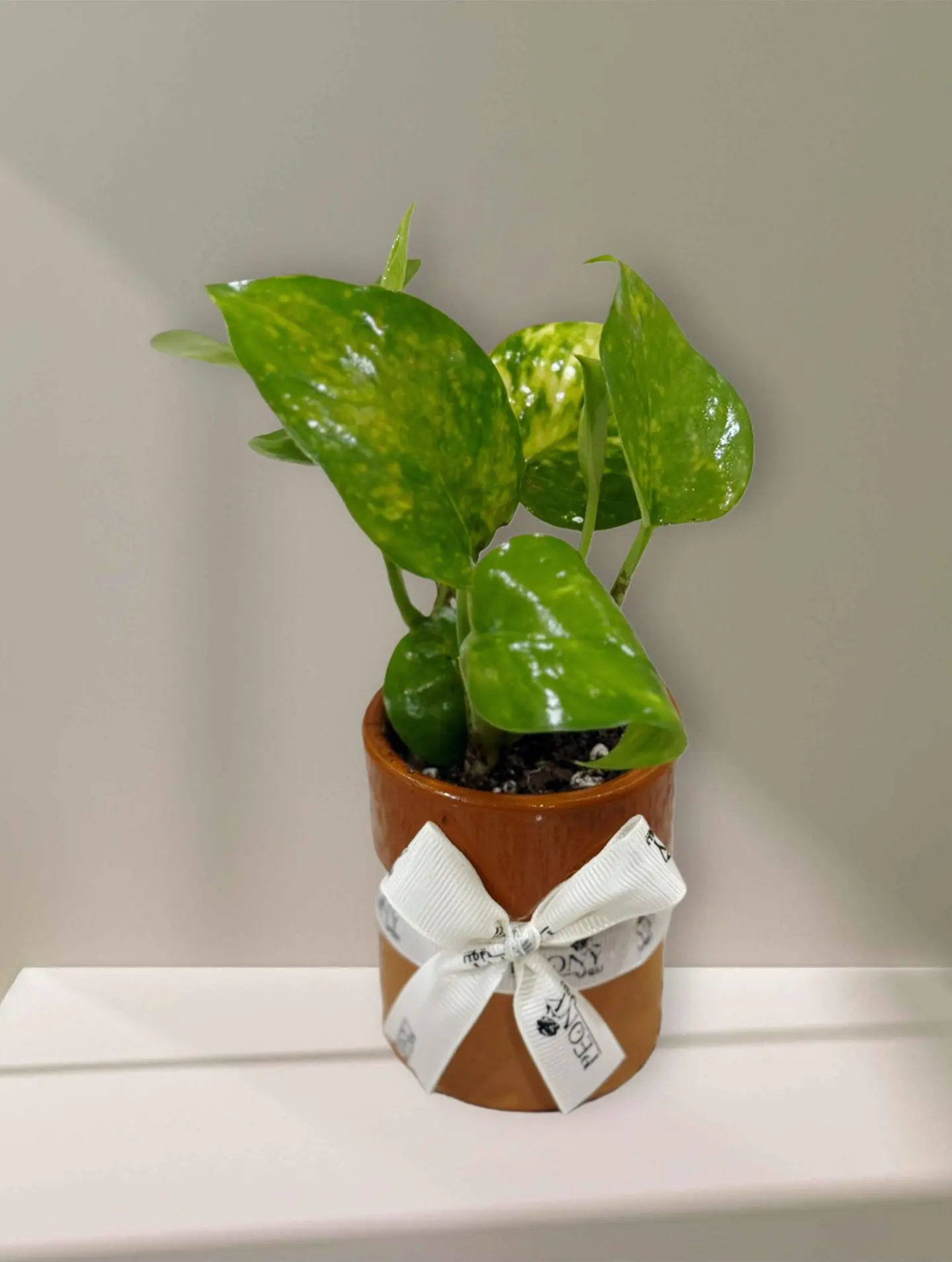 Pottery Vase With Pothos Plant