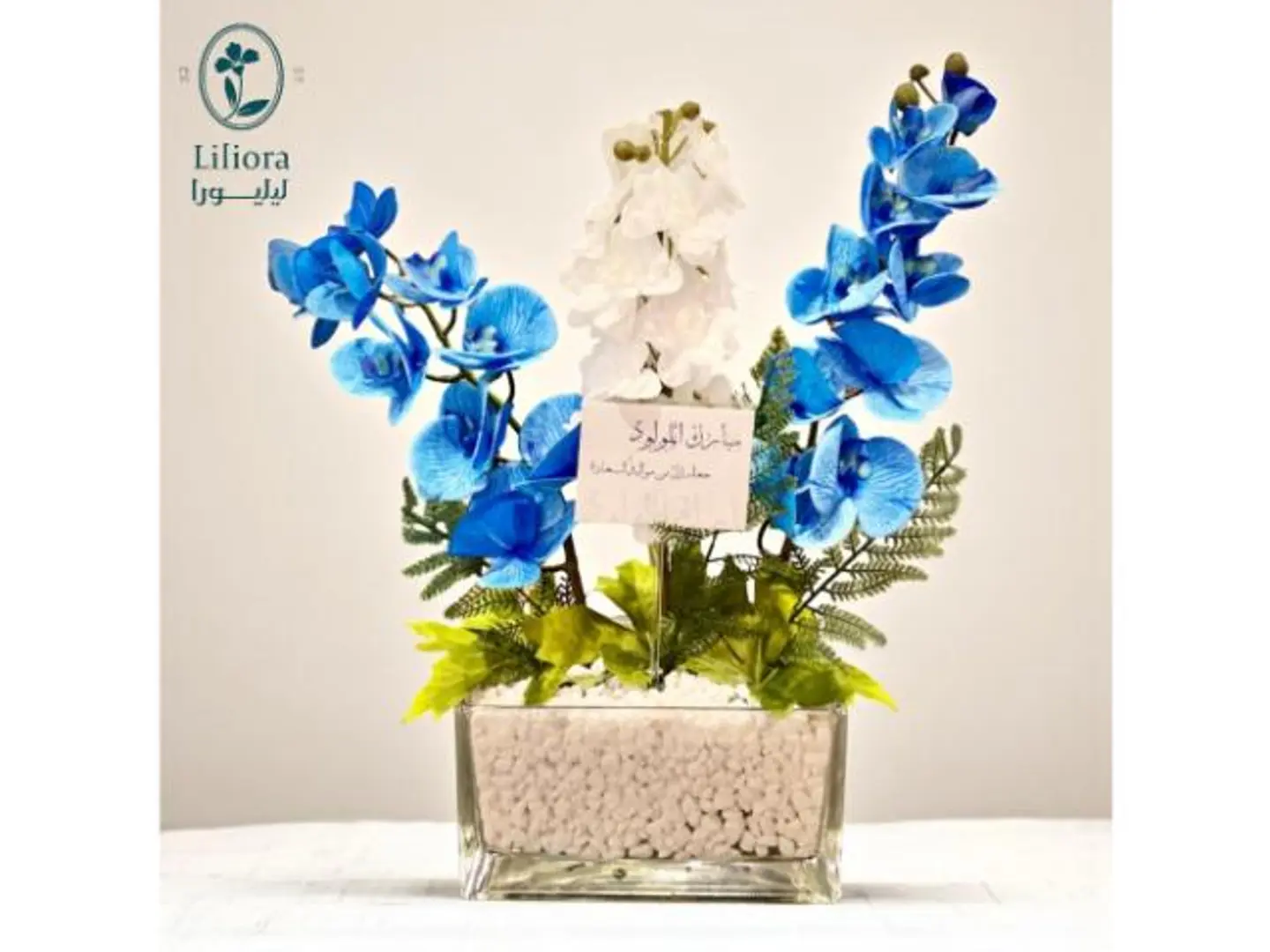 فازه ورد نيو لايت