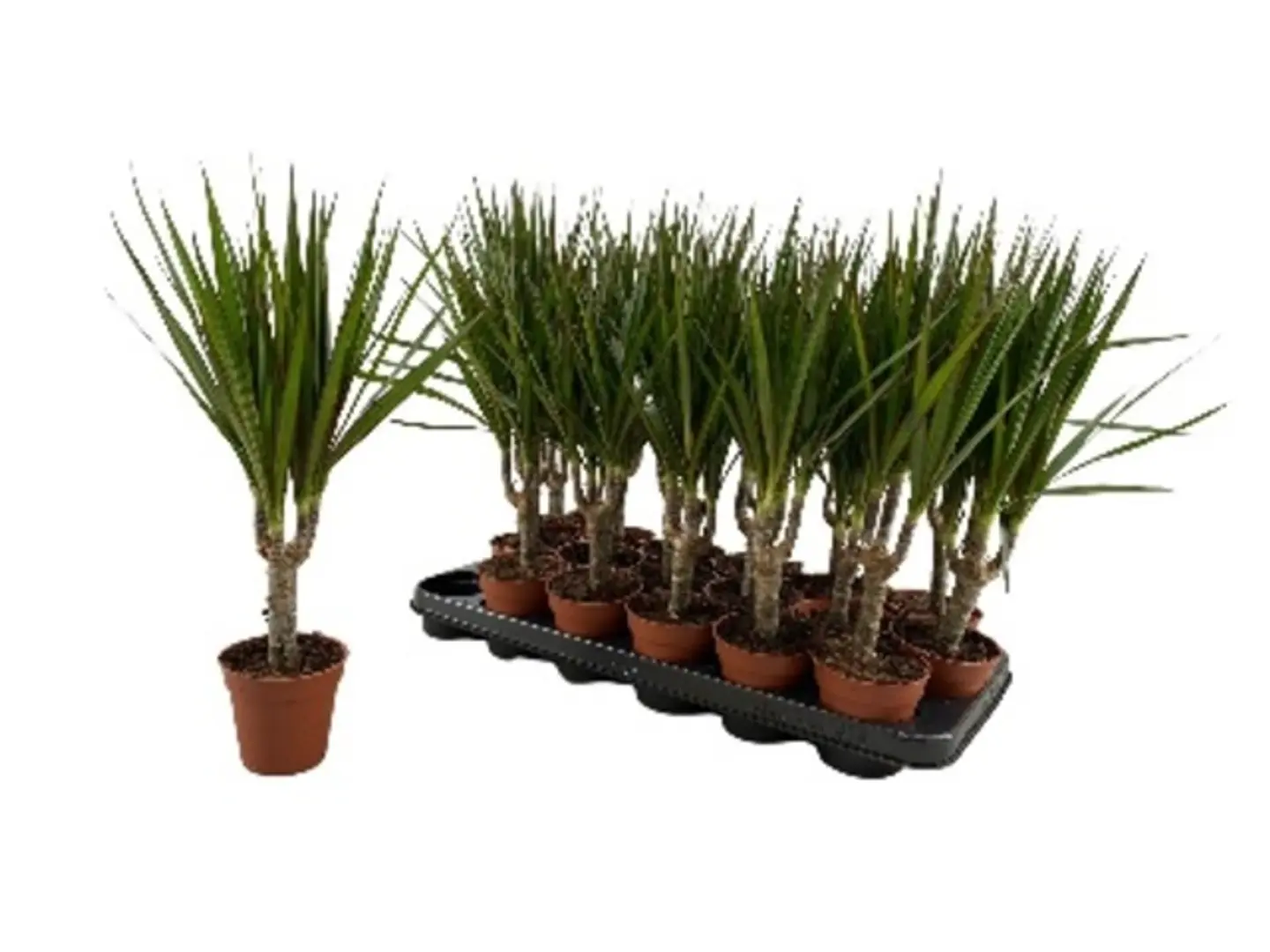 Dracaena Marg. 15 Cm Stem