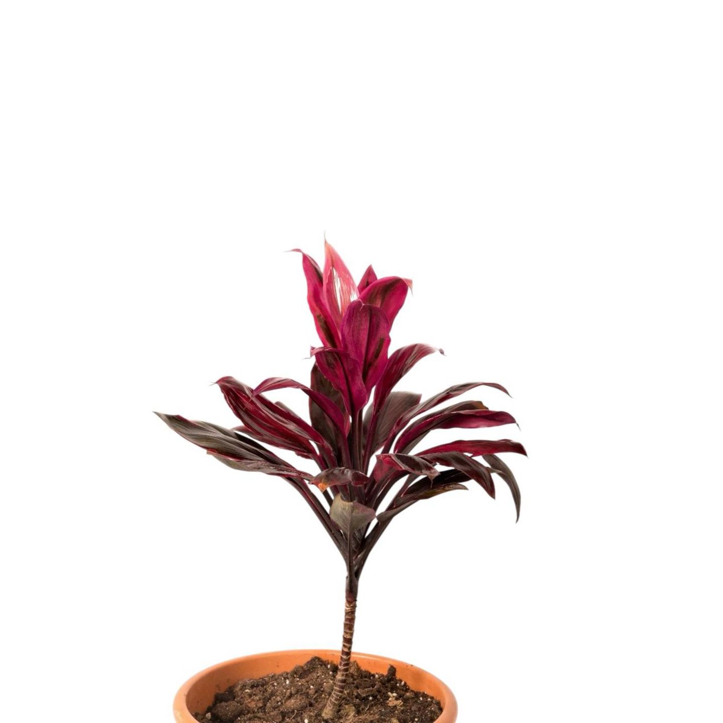 Cordyline Red