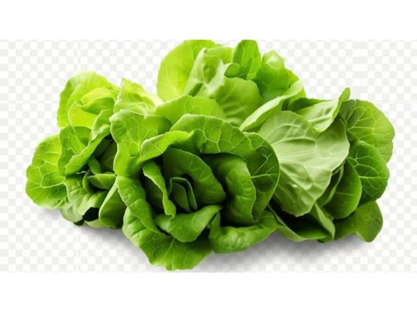 Lollo Rosso Lettuce Holland