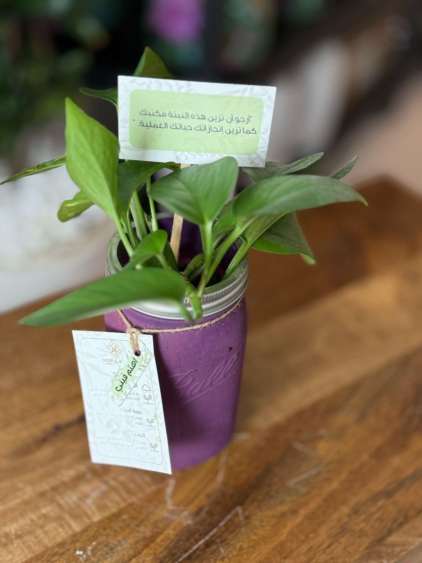 Purple Vase Pothos Plant