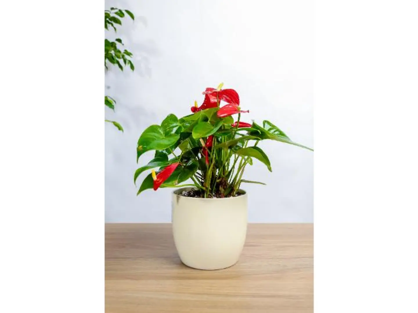Red Anthurium Plant In A Light Beige Ceramic Pot