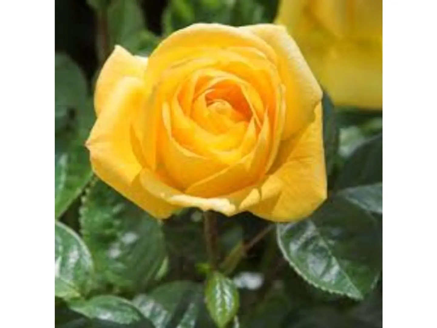 Yellow Rose