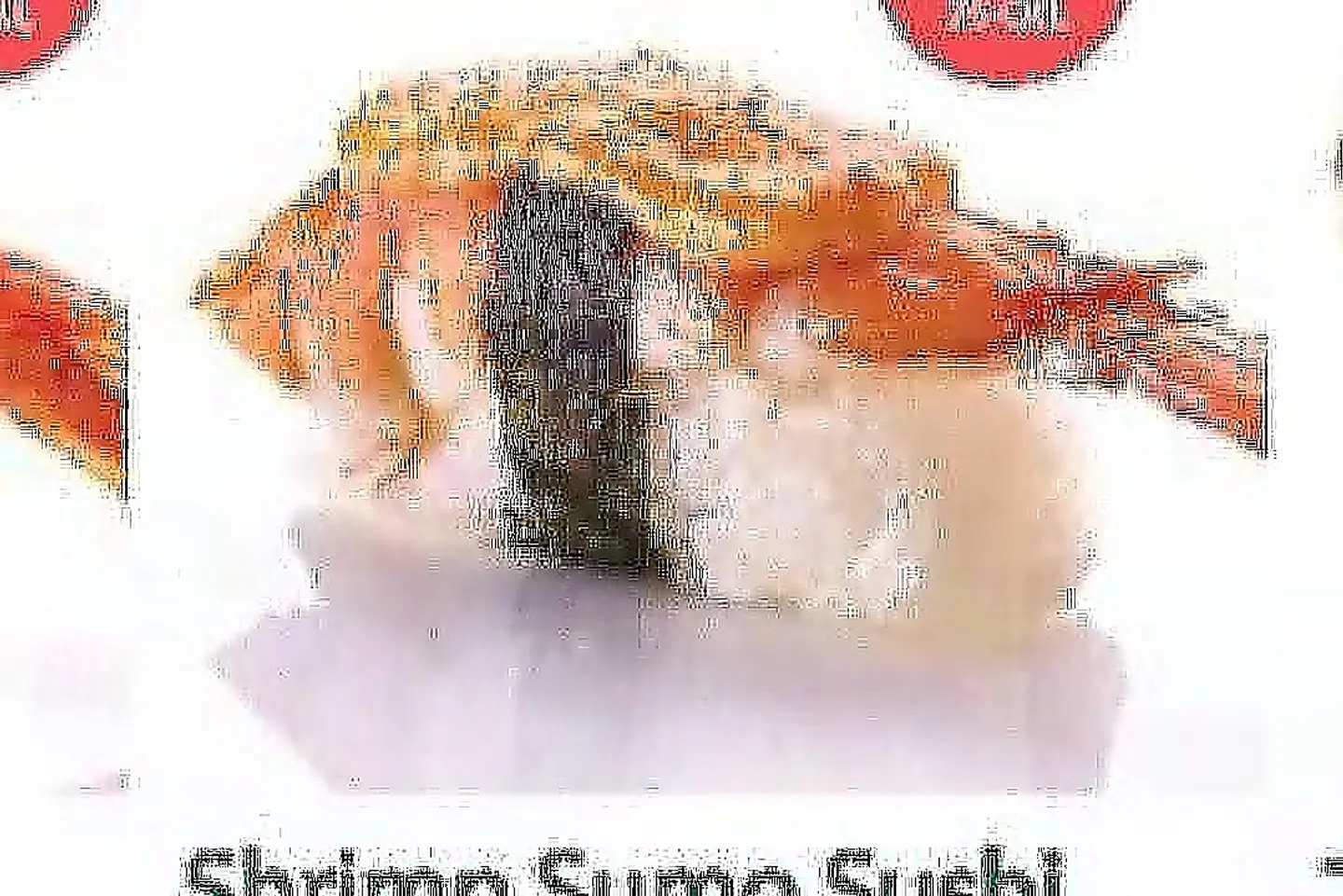 Shrimp Sumo
