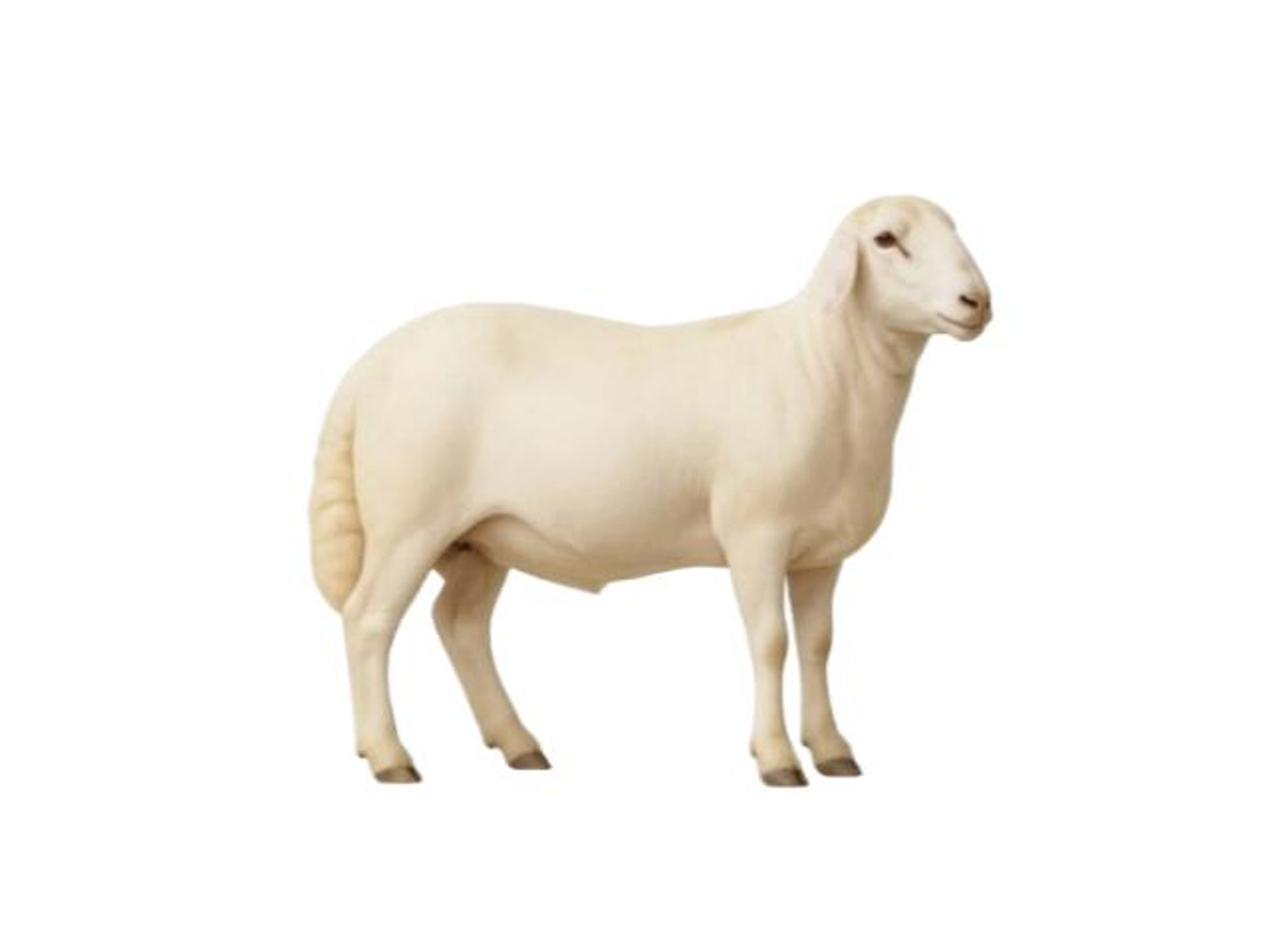 Al Jazeera Meat Rafidi