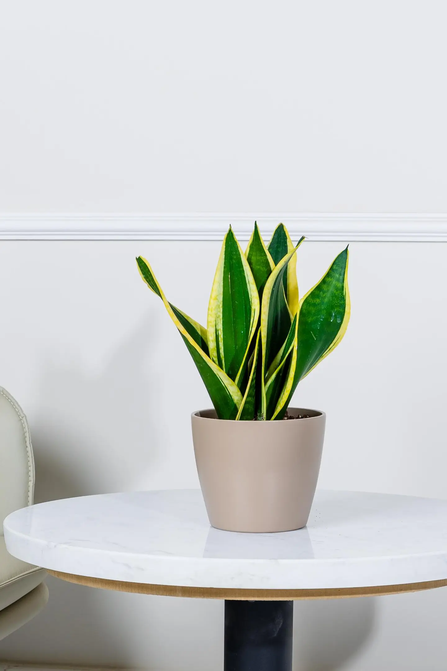 نبتة جلد النمر في أصيص سيراميك بيج فاتح